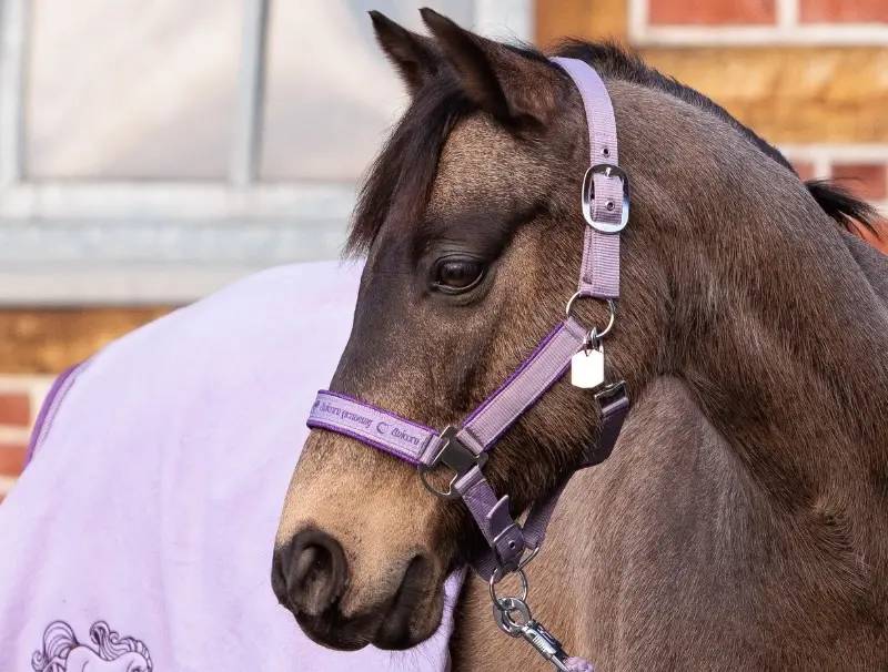 Kavalkade Halfter Unicorn Academy Glitzer